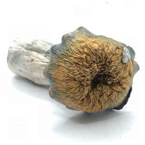 M100 Magic Mushrooms with 90 minutes Calgary Weed Delivery